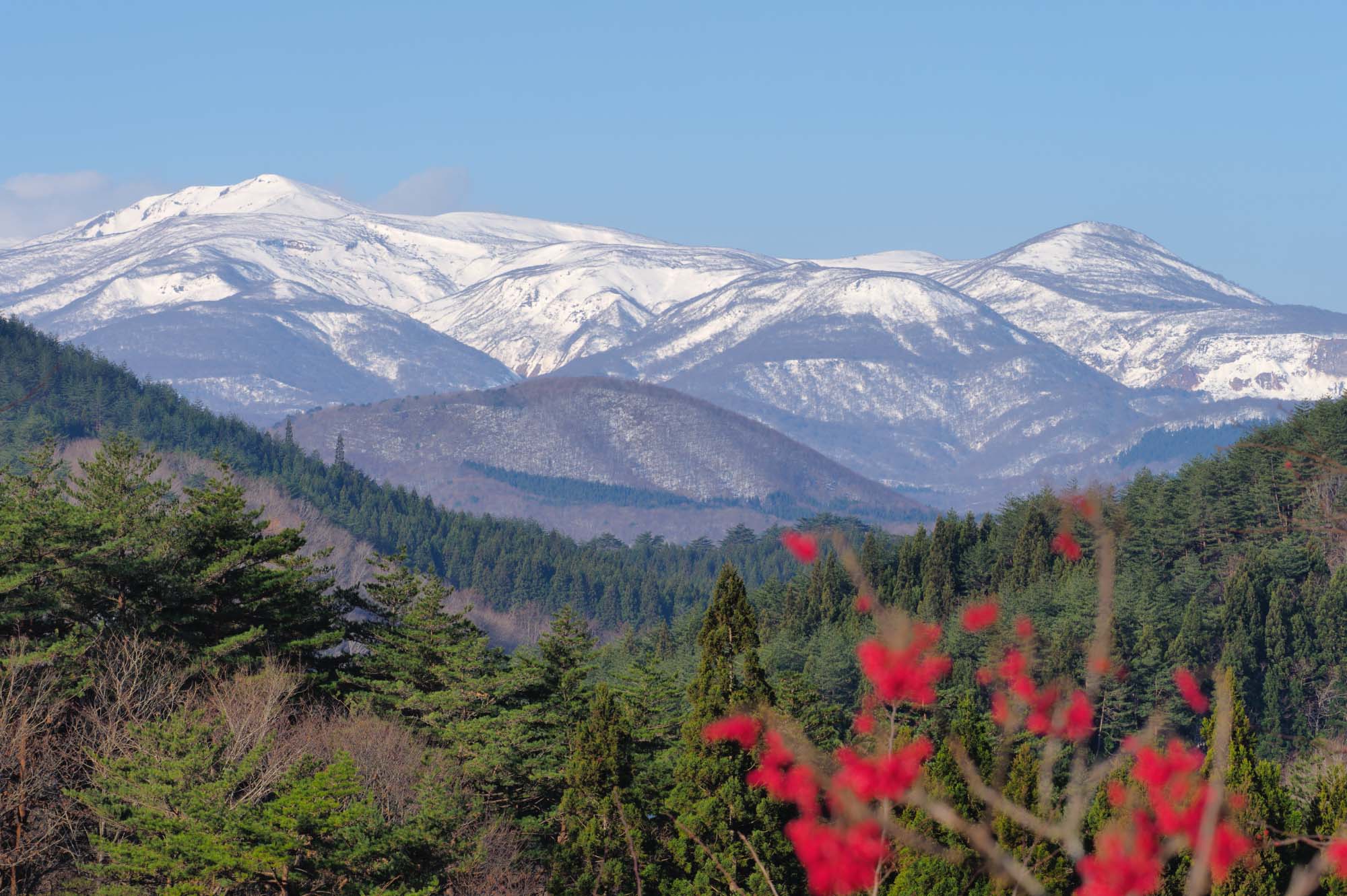 樹木葬イメージ1